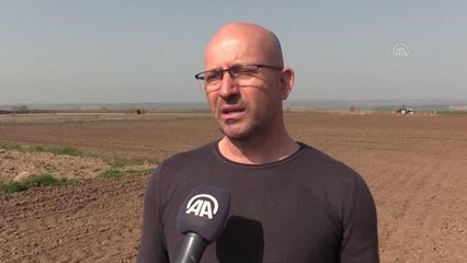 Yağışlar Trakya'da kanolada yüksek rekolte umudunu artırdı