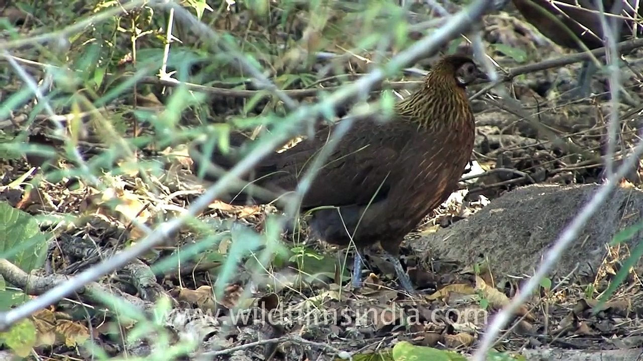 Red junglefowl