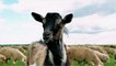 Brebis, mouton ou chèvre : quelles différences ?