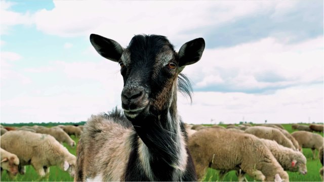 Brebis, mouton ou chèvre : quelles différences ?
