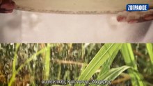 H πορεία της καστανής ζάχαρης σε 46’’ από τον Άγιο Μαυρίκιο