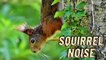 Squirrel Barking Noises Sound Effect | Squirrel Making Noise Loud Video By Kingdom Of Awais