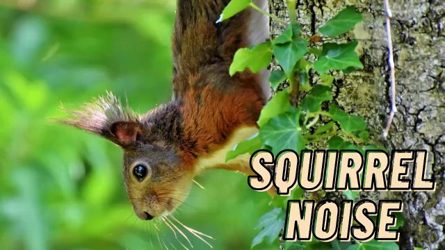 Squirrel Barking Noises Sound Effect | Squirrel Making Noise Loud Video By Kingdom Of Awais