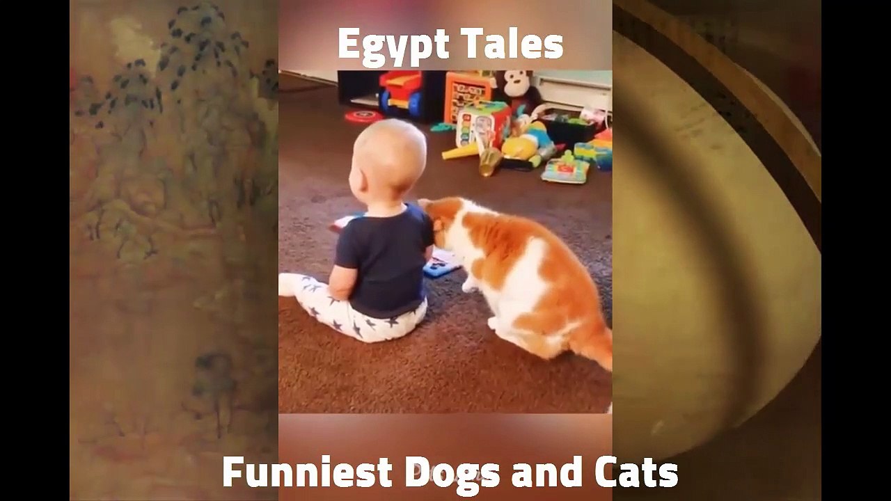 Funniest Dogs and Cats