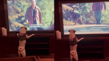 'Goofy pug wants to sniff the dog appearing on TV '