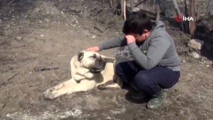 Kendilerini yangından kurtaran köpeği gözyaşları içinde sevdiler