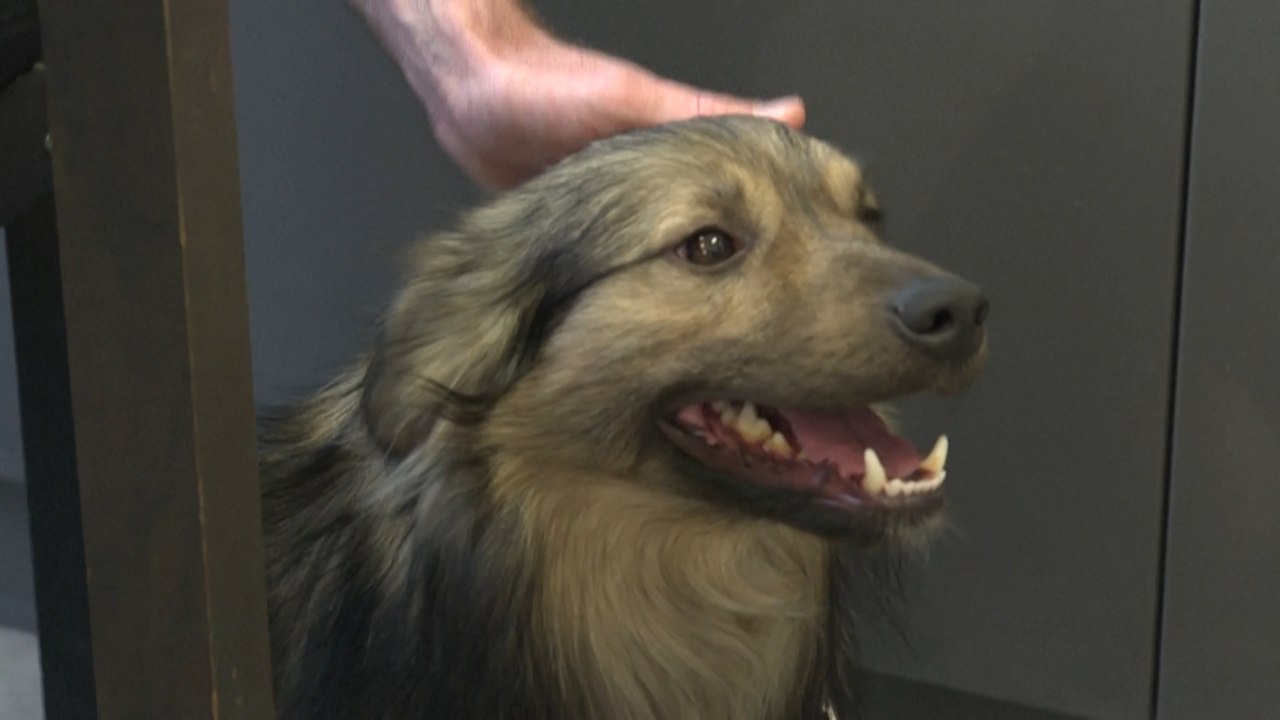 Neues Zuhause für ukrainische Haustiere