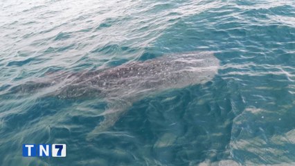 tn7-avistamiento-de-tiburon-ballena-310322