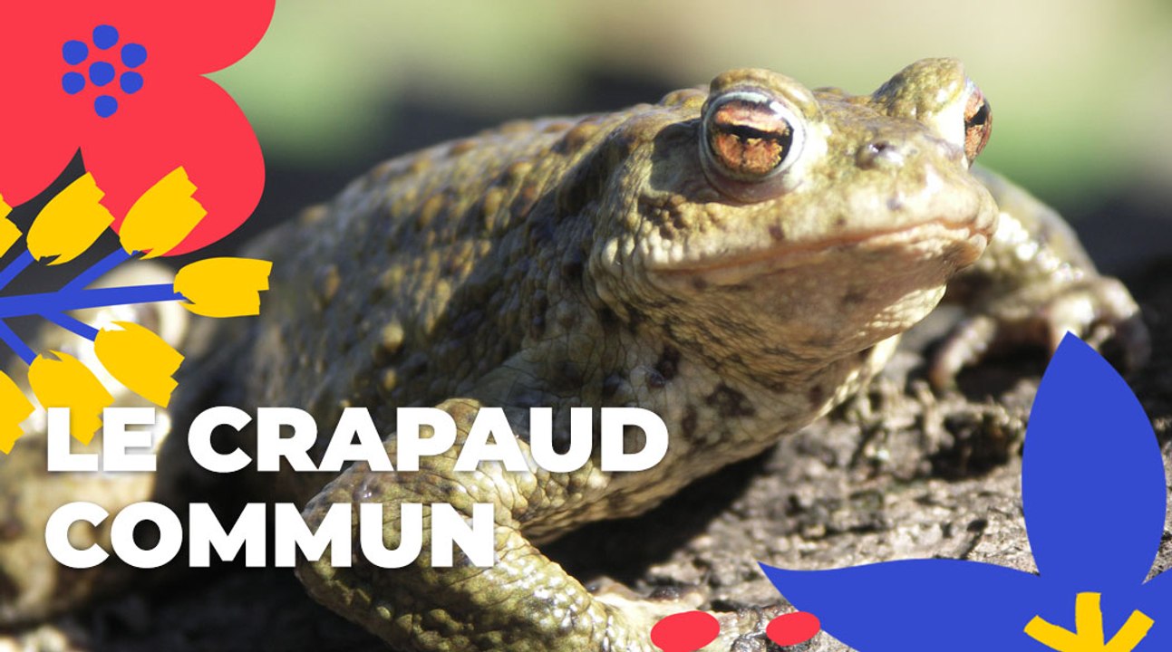 Le crapaud commun | Brèves de nature sauvage à Paris | Paris Podcast  | Ville de Paris