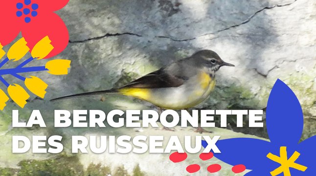 La bergeronnette des ruisseaux | Brèves de nature sauvage | Paris Podcast
