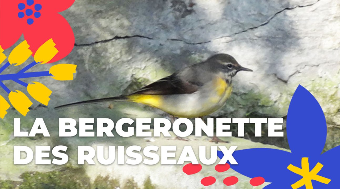 La bergeronnette des ruisseaux | Brèves de nature sauvage | Paris Podcast