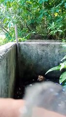 Stuck Pup Gets Pulled Up