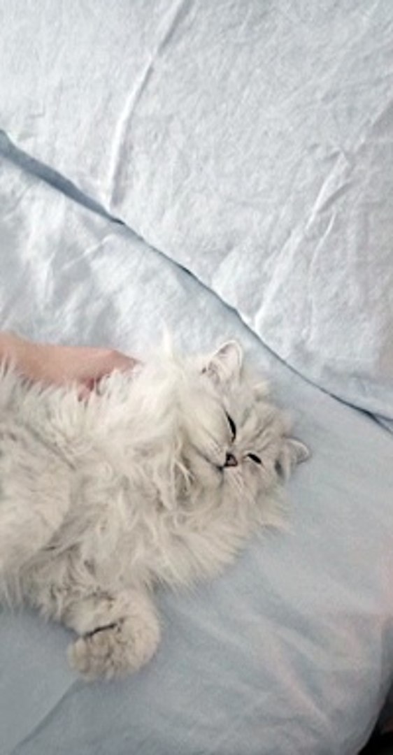 ⁣Beautiful Cat #beautifulcat #cat
