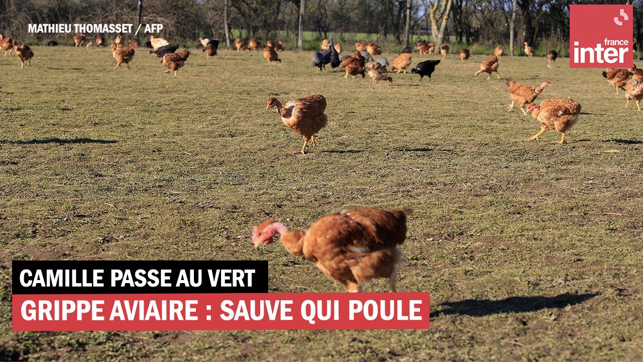 Grippe aviaire sauve qui poule Vidéo Dailymotion