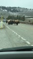 Bison Crossing the Lamar River Bridge