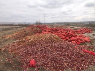 ÇORUM'DA TONLARCA SOĞAN YOL KENARINA DÖKÜLDÜ