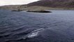 Whale rescued off the coast of Shetland