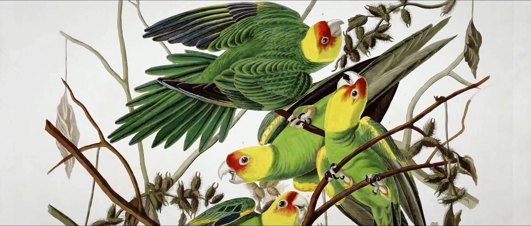 BIRDS OF AMERICA Film