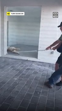 12-Foot Alligator Found in New Florida Home