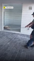 12-Foot Alligator Found in New Florida Home