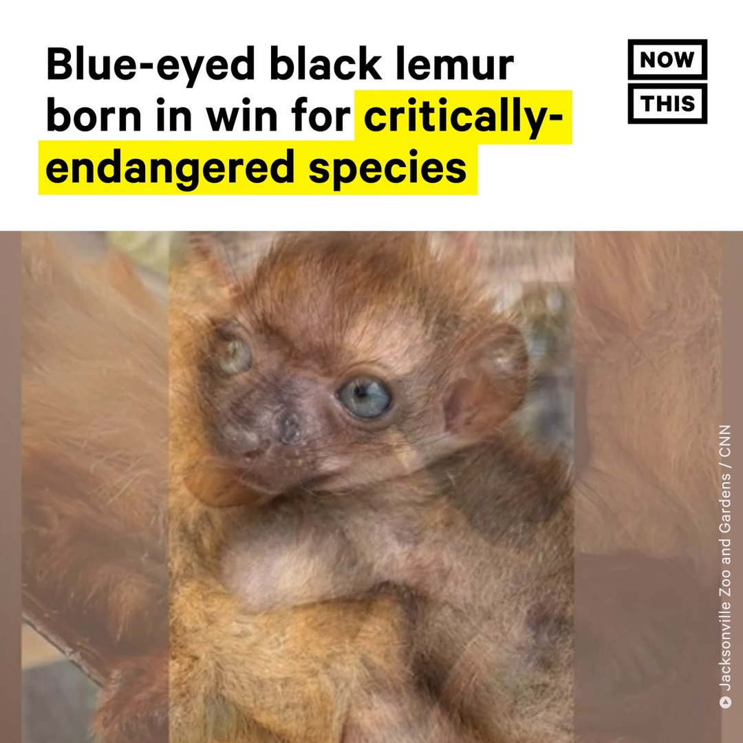 ⁣Endangered Blue-Eyed Black Lemur Born in Florida Zoo