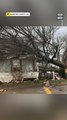 Severe Weather Devastates Areas Across Southeastern U.S.