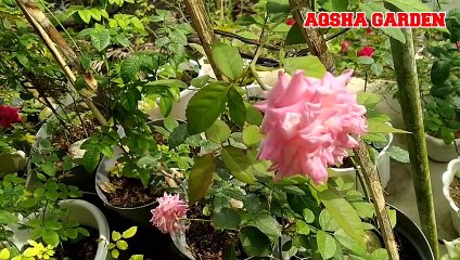 Mawar Anna Jung Yang Sedang Bermekaran Di Musim Panas