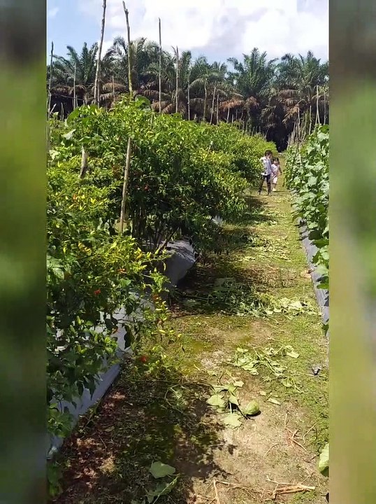 KABUN CABE RAWIT LAGI PANEN