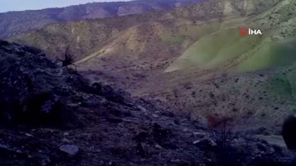 Yaban hayvanları fotokapana böyle yansıdı