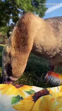 Mischievous Goose Steals Shoes