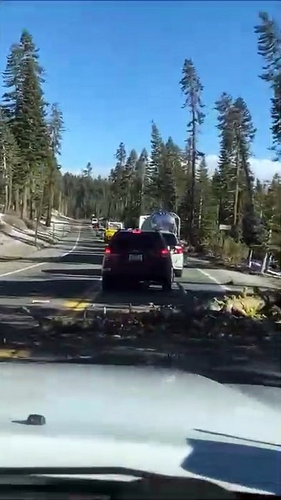 Cet automobiliste va avoir très chaud... Chute d'arbre