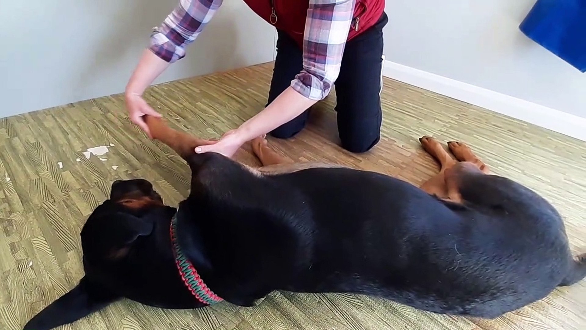⁣Physio therapy for pets