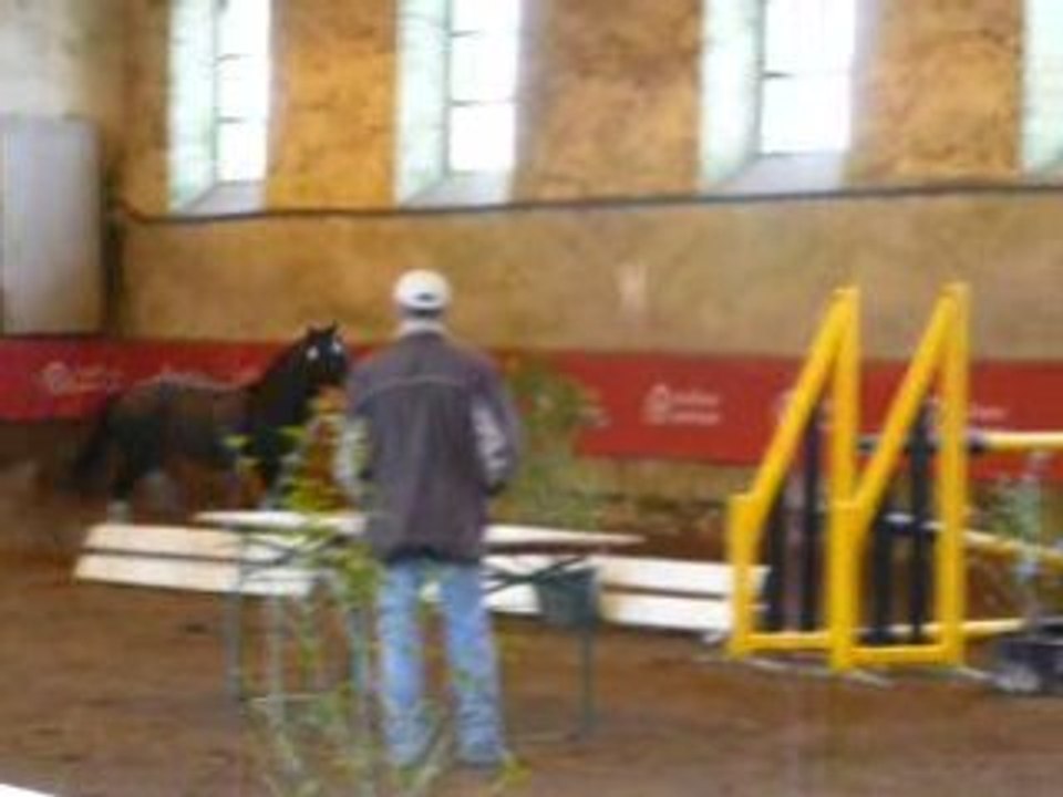 Etalons Haras du Pin Mars 2008 JOLY'S WATSON