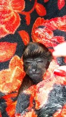 Tucking in a Rescued Baby Monkey