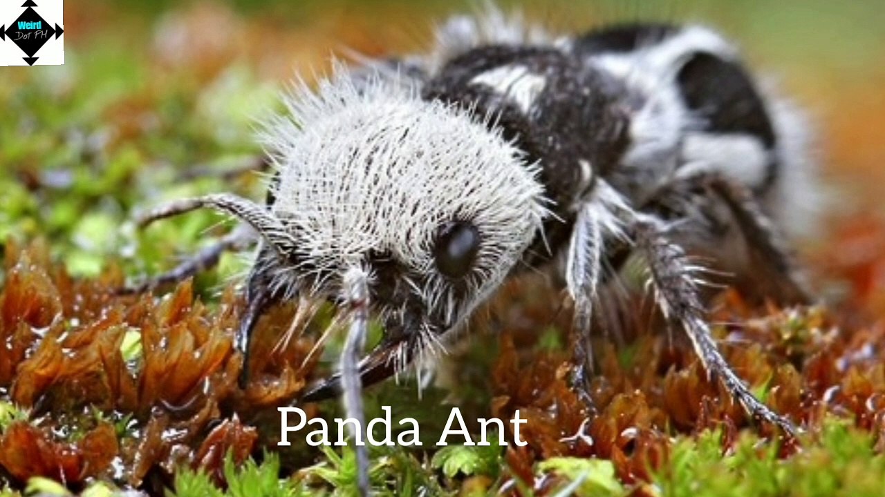 Top 15 most beautiful and unusual animals in the world part 6 || weird animals || weird nature || trivia