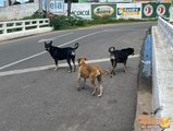 Com aumento dos animais de rua em Cajazeiras, ativistas cobram uso do castramóvel da prefeitura
