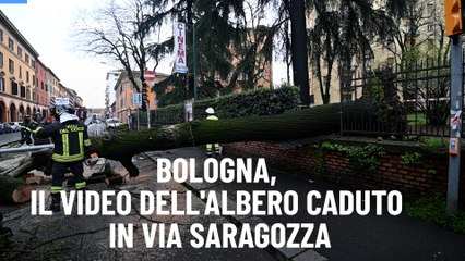 Bologna, il video dell'albero caduto in via Saragozza