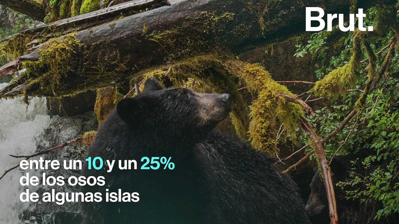 ¿Conoces al oso Kermode?