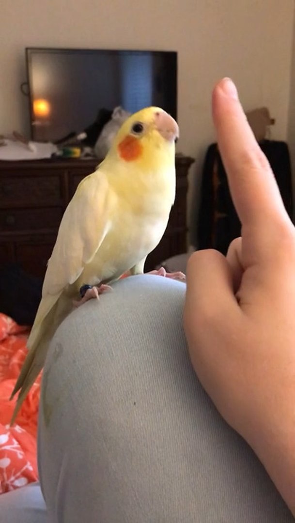 ⁣Cockatiel Parrot Plays Peekaboo With Owner