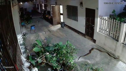 Giant Python Slithers Next to Wall and Back into Bush