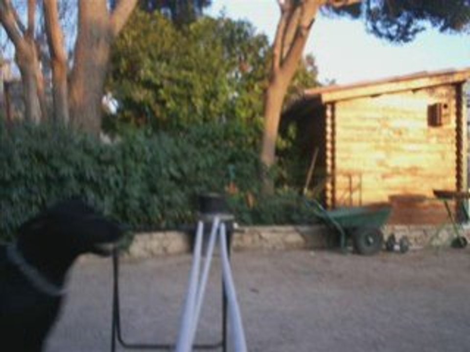 Mes chien