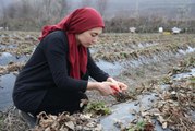 Genç kadın çiftçi ürettiği çileklerden Cumhurbaşkanı Erdoğan'a hediye etmek istiyor