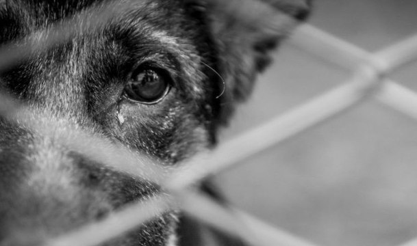 Advogado diz que vai denunciar vereador de Pombal que falou em matar cão que morder seus filhos