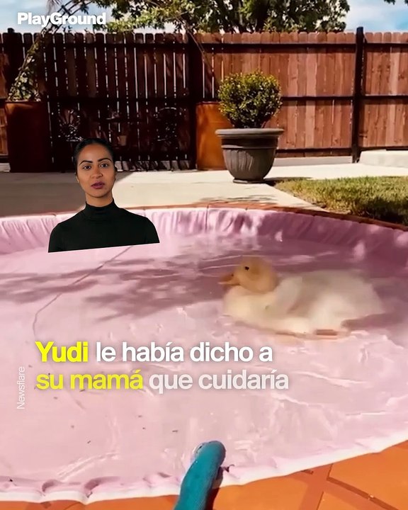 Pato mascota