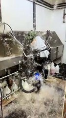 Shedding Husky Fills Room with Hair