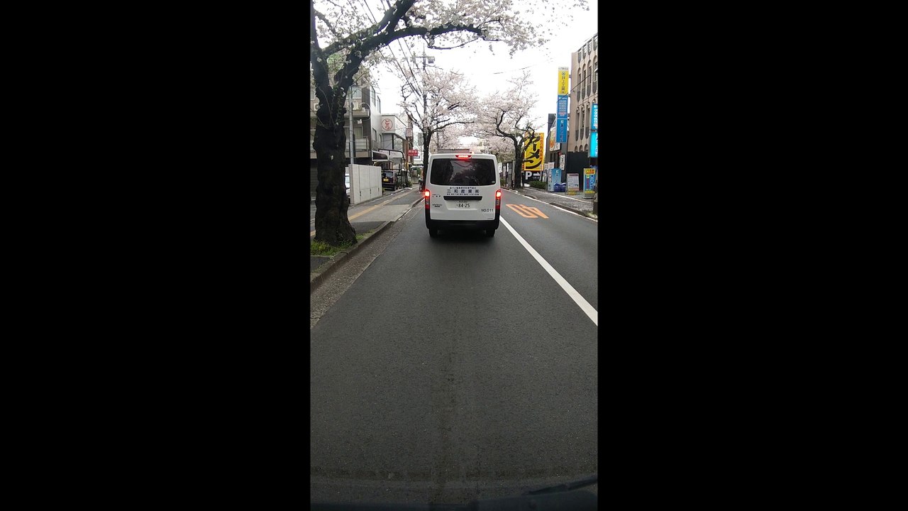 大泉学園通りの桜並木　2022