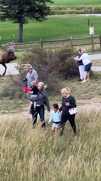 Giant Bull Elk in the Rut Hops Fence in Estes Park