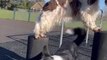 Dog Runs Around Concrete Bollards as Another Dog Stands Atop Them