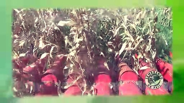 Cómo Criar Truchas (Truchicultura) Parte#3 Alimentación de las Truchas