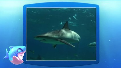 Shark Dash : Shark Week